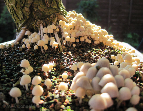 elm mushroom bonsai